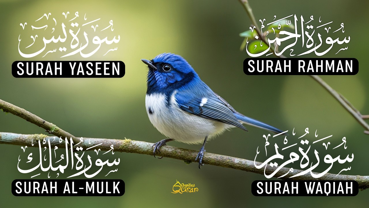 Beautiful Voice Of Surah Yaseen | Surah Rahman | Surah Waqiah | Surah Mulk | Alaa Aqel | Ep-05