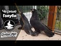 ЧЕРНЫЕ ДВУХЧУБЫЕ ГОЛУБИ / PIGEONS / TAUBE #Gulsarinfo©