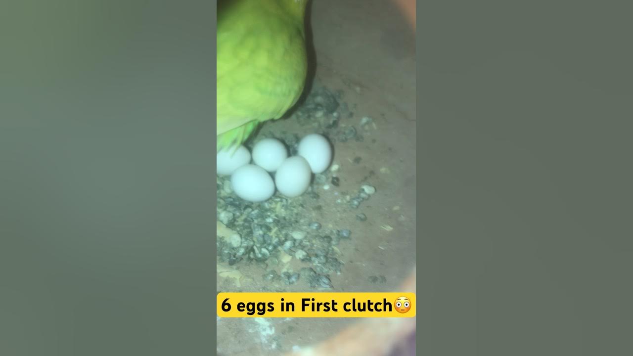 My budgie laying 6 eggs in first clutch Budgies laying eggs shorts YouTube
