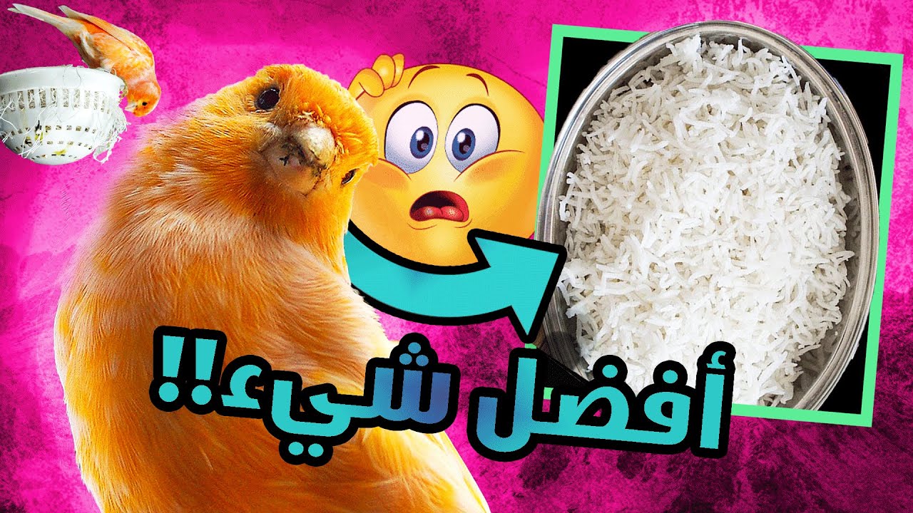 لهذا 😱 يجب عليك تقديم الأرز للطيور في هذا الوقت!
