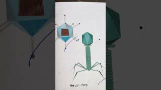 Virus (वायरस) क्या है#class7science#ncert#biology#scienceinhindi#education#virus