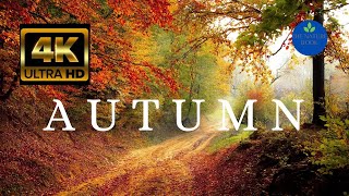 Autumn Season 2021 || Nature Video in 4K Ultra HD ||