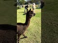 Sassy Alpaca ignoring me 👑🦙😂