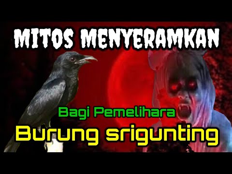perangsang burung srigunting agar rajin berkicau