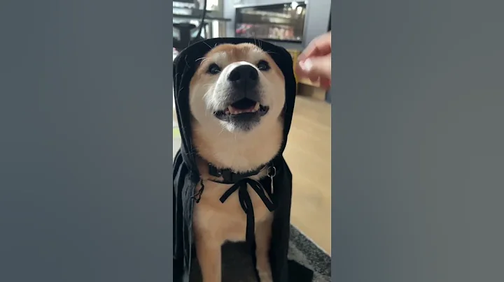 Shiba Inu, the doge who lived