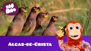 que barulho é esse (Alcas-de-Crista)