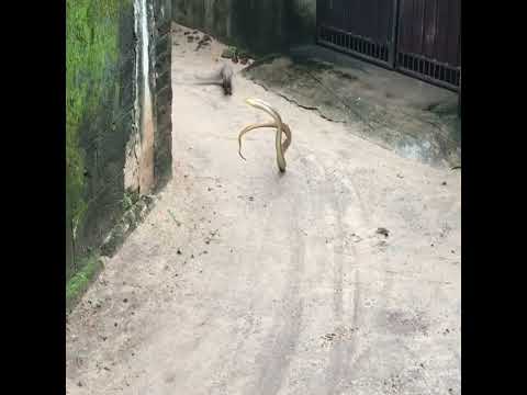 mongoose vs Big snake fight