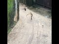 Mongoose vs big snake fight