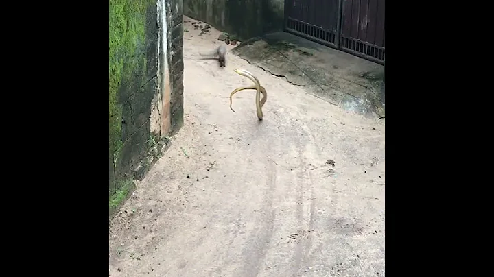 mongoose vs Big snake fight - DayDayNews