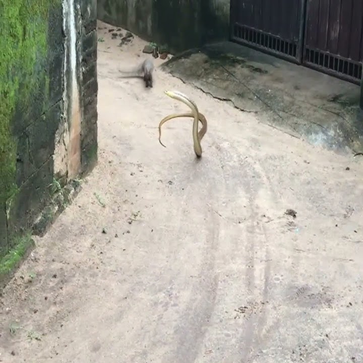 mongoose vs Big snake unbelievable meet