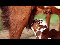 Goat baby drinking milk from her mother  milking the goat