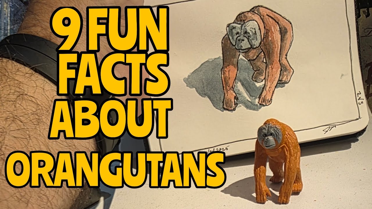 Орангутан в переводе с малайского означает «человек леса».