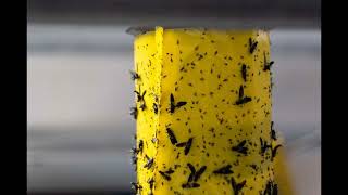 Family of world's richest footballer worth more than Richard Branson o