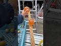 Marble Run★The soothing sound of marbles rolling down a handmade wooden slope ASMR9