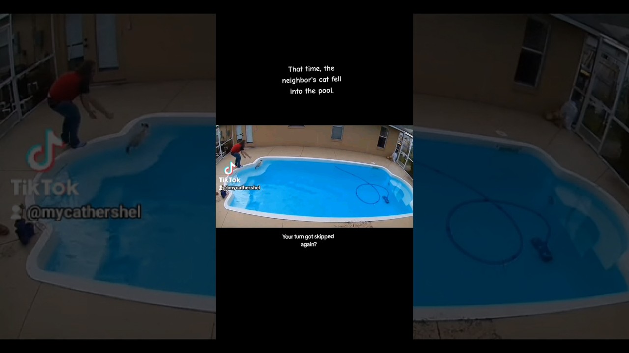Cat falls into a pool. - YouTube