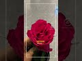 Happy valentines day ❤️‍🔥 #teluguvlogs #uk #travel #video #movie #viral #telugu #abroad #funny