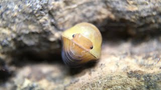 Cubaris sp. ‘Rubber Ducky’ Isopod Care Guide