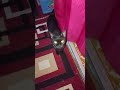 Kucing minta mainan #labubu #cat