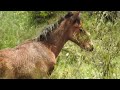 Дикие лошади в Австралийских Альпах