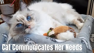 My cute cat tells me what she wants | 4K screenshot 1