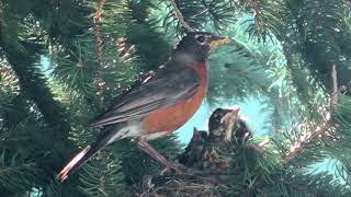 Raising Baby Robins