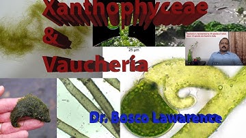 General Characters of Xanthophyceae  and a detailed study on the type  Vaucheria