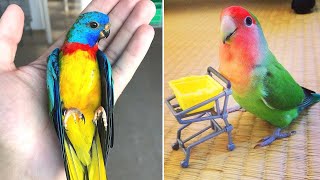 Baby Animals 🔴 Funny Parrots and Cute Birds Compilation (2020) Loros Adorables Recopilación #26