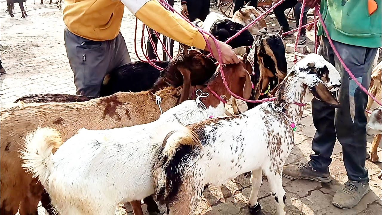 ( बकरगंज बकरा बाजार ) Bakarganj ! (Bakra bajar Mandi) Kanpur 👈 Farhan _vlog_ger 👏 subscribe 