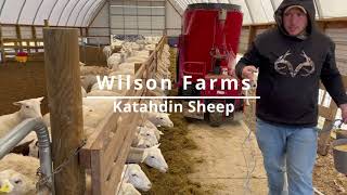 Wilson Farms / Katahdin Sheep