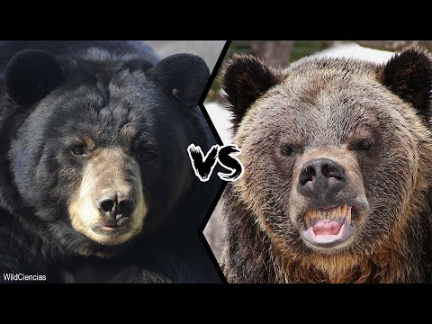 Wideo: Różnica Między Grizzly I Black Bear
