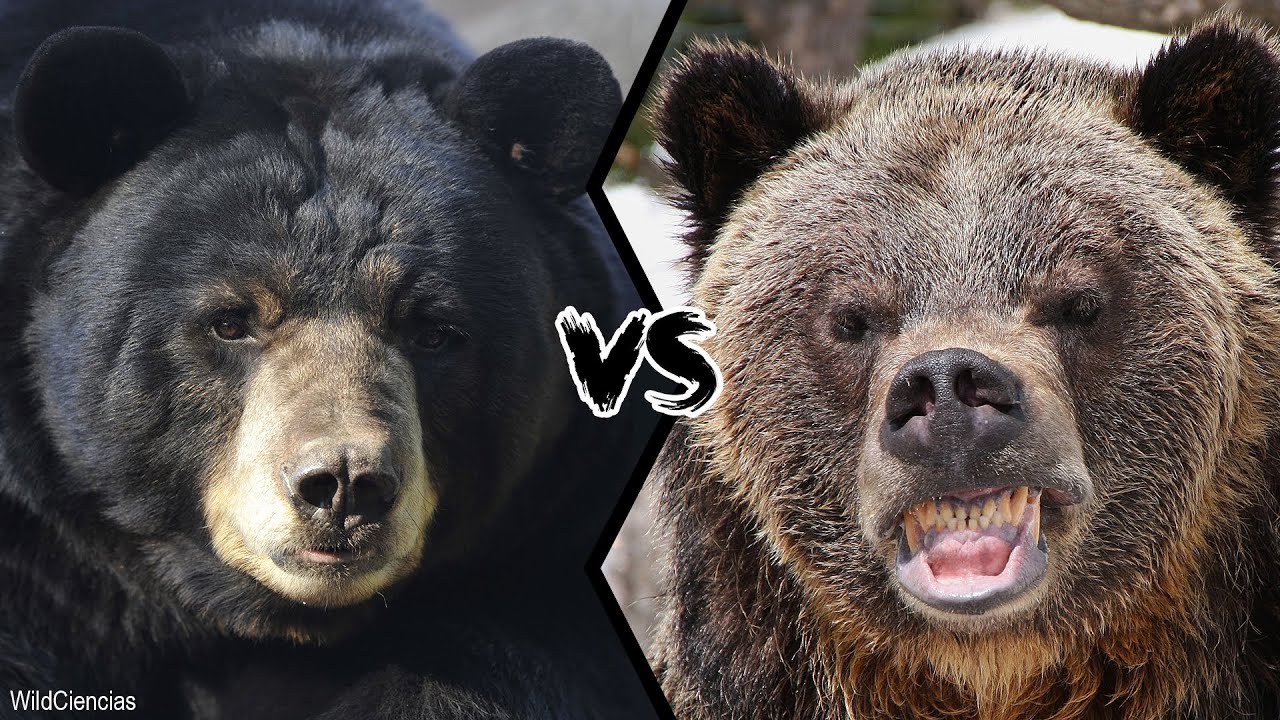 black-bear-vs-brown-bear-who-would-win-a-fight-youtube