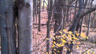 Fox stalking wounded buck