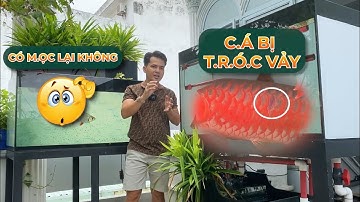 Chẳng may C.Á RỒNG bị rớt vảy, cá lớn hay cá bé thì có mọc lại hay không ?