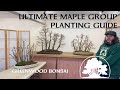 The ultimate maple group planting guide  greenwood bonsai