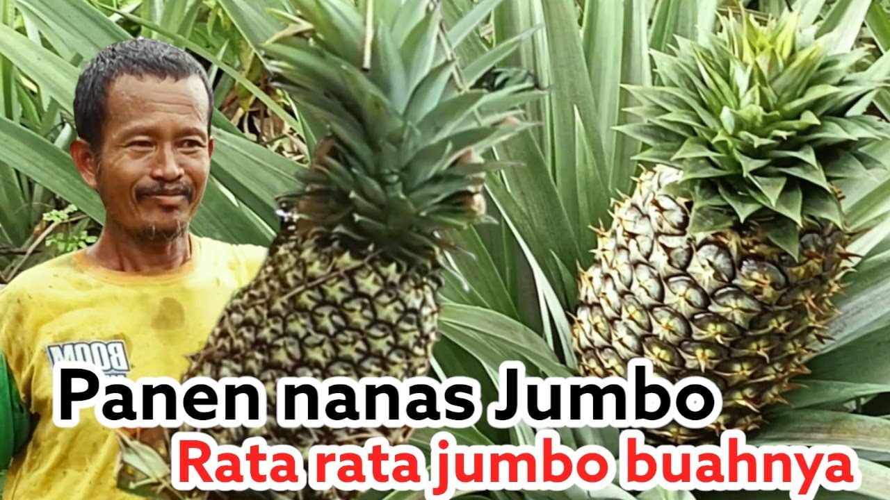 PANEN NANAS YANG BERATNYA HAMPIR RATA RATA BESAR