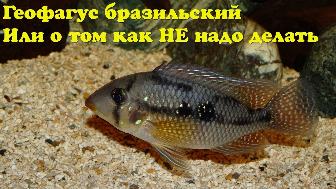 Геофагус бразильский, или о том как НЕ надо делать