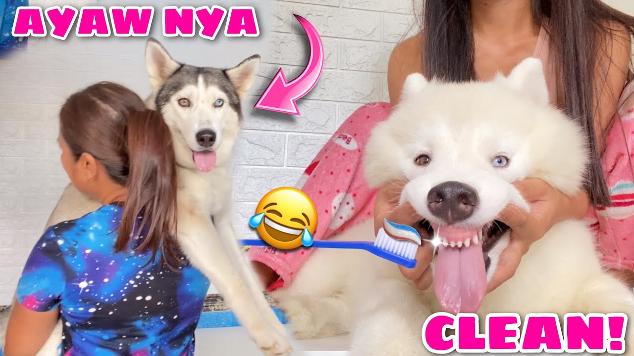 How Hard It Is To Brush The Teeth Of 10 Siberian Huskies Husky Pack