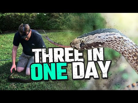 SAVING THREE SPECIES OF AUSTRALIAN SNAKES IN ONE DAY