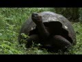 What Darwin Didn't See In The Galapagos: The Magical Coral Reefs And How They Warn Of Climate Change