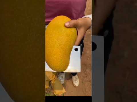 Machnoka Mango Mango Mangoseason2025 