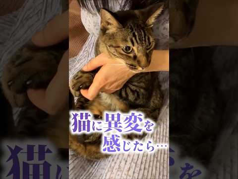 猫に異変を感じたら直ぐに動物病院へ
