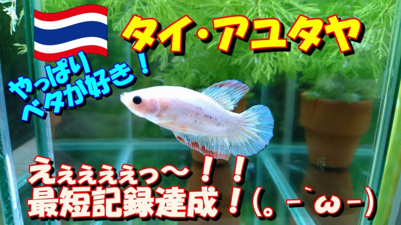 ベタ飼育 92 えぇぇぇぇぇ D 我が家の最短記録達成 お迎えして4日で色変わりを始めた白赤プラカット君 Youtube ベタ飼育 92 えぇぇぇぇぇ D 我が家の最短記録達成 お迎えして4日で色変わりを始めた白赤プラカット君 Youtube