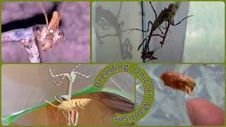 Breeding Arizona Unicorn Mantises #unicornmantis