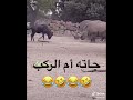 جاته أم الركب هههههههههه 