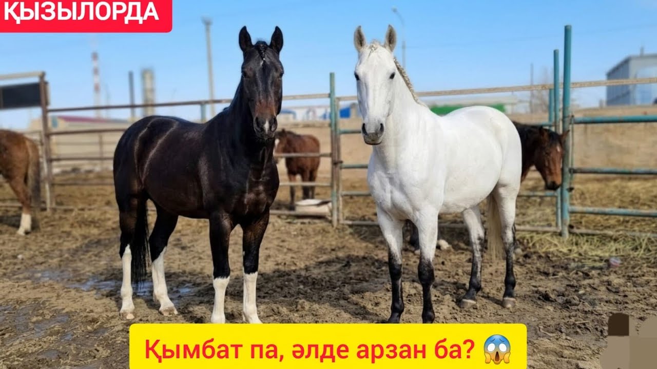 ҚЫЗЫЛОРДА МАЛ БАЗАРЫ, ЖАБАҒЫ, ҚҰНАН, ТАЙ БИЕ АЙҒЫР БАҒАЛАРЫ.