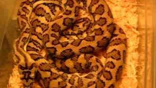 Jaguar carpet pythons at AAR