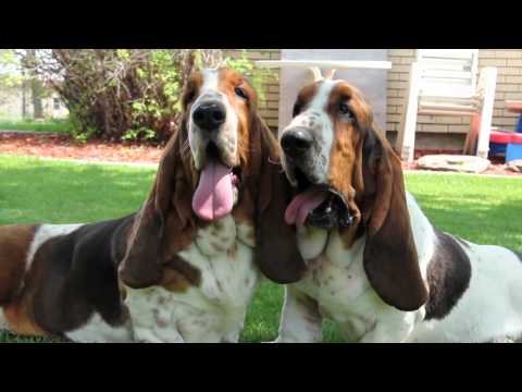Βίντεο: Basset Hound Dog Breed Υποαλλεργικό, Υγεία και Διάρκεια Ζωής