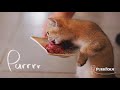 Purrform Raw Kitten Food