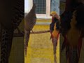 Ayam hutan dan Golden Pheasent sudah masuk kandang ternak, cepat bertelur ya ayam