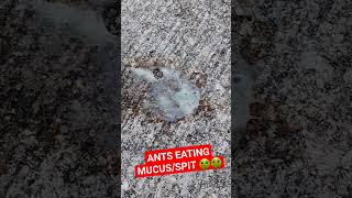 Ants Eating Mucus/Spit #ants #muscus #spit #nasty #antbed #antsgomarching #antsgocrazy